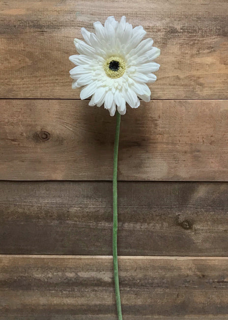 Gerbera stem white fresh touch