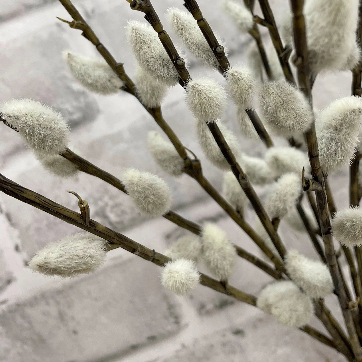 Pussy Willow Bundle 21.5"