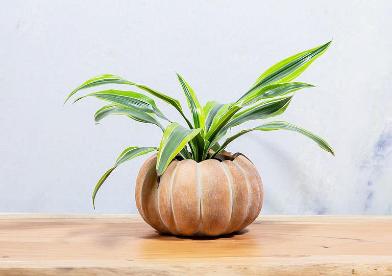 Large low pumpkin planter 6.5"