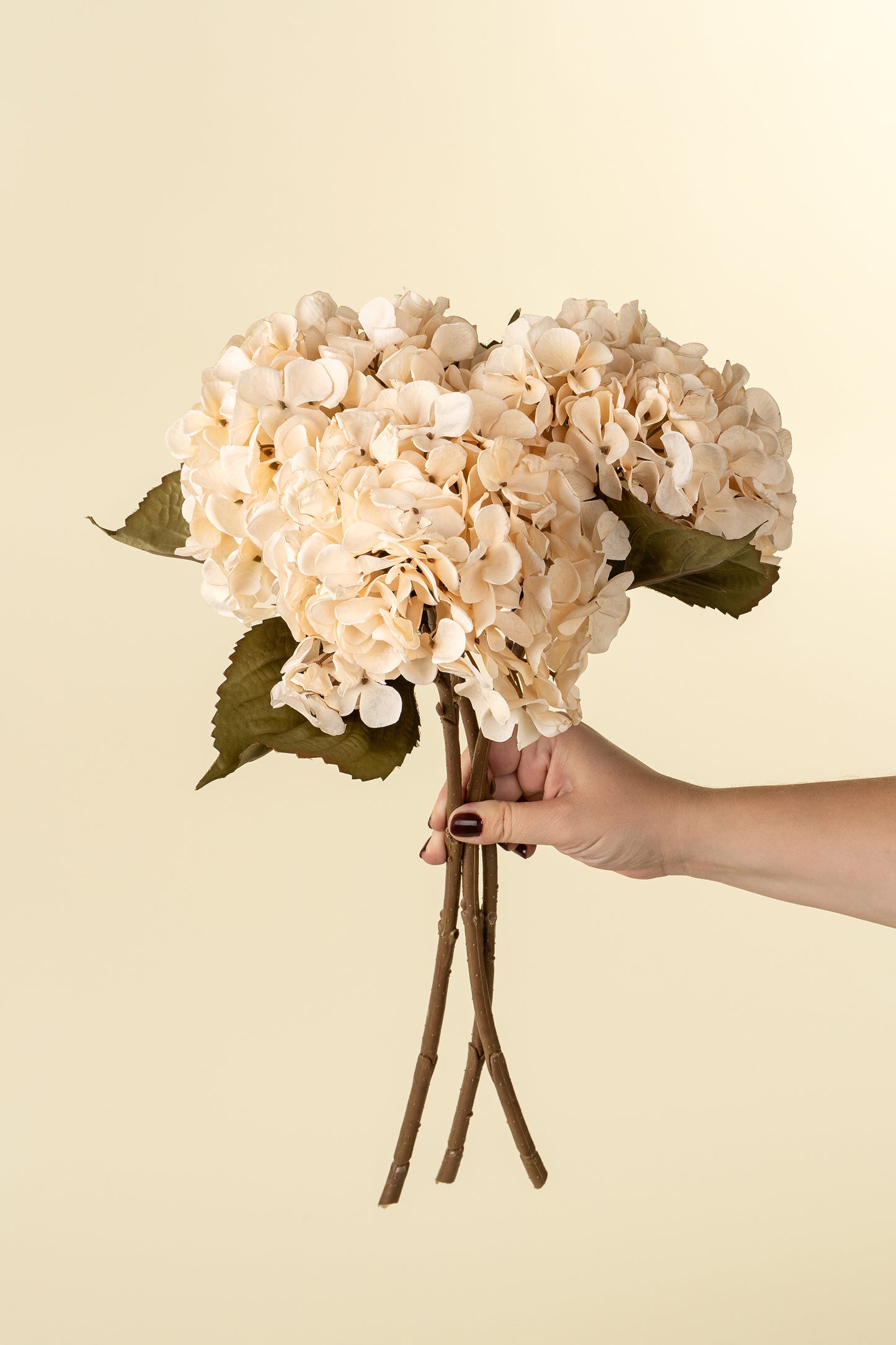 Hydrangea Floral Stem Cream
