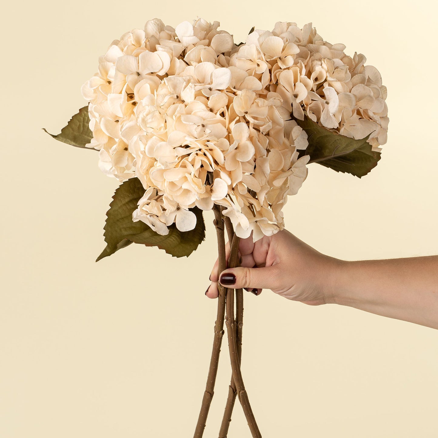 Hydrangea Floral Stem Cream