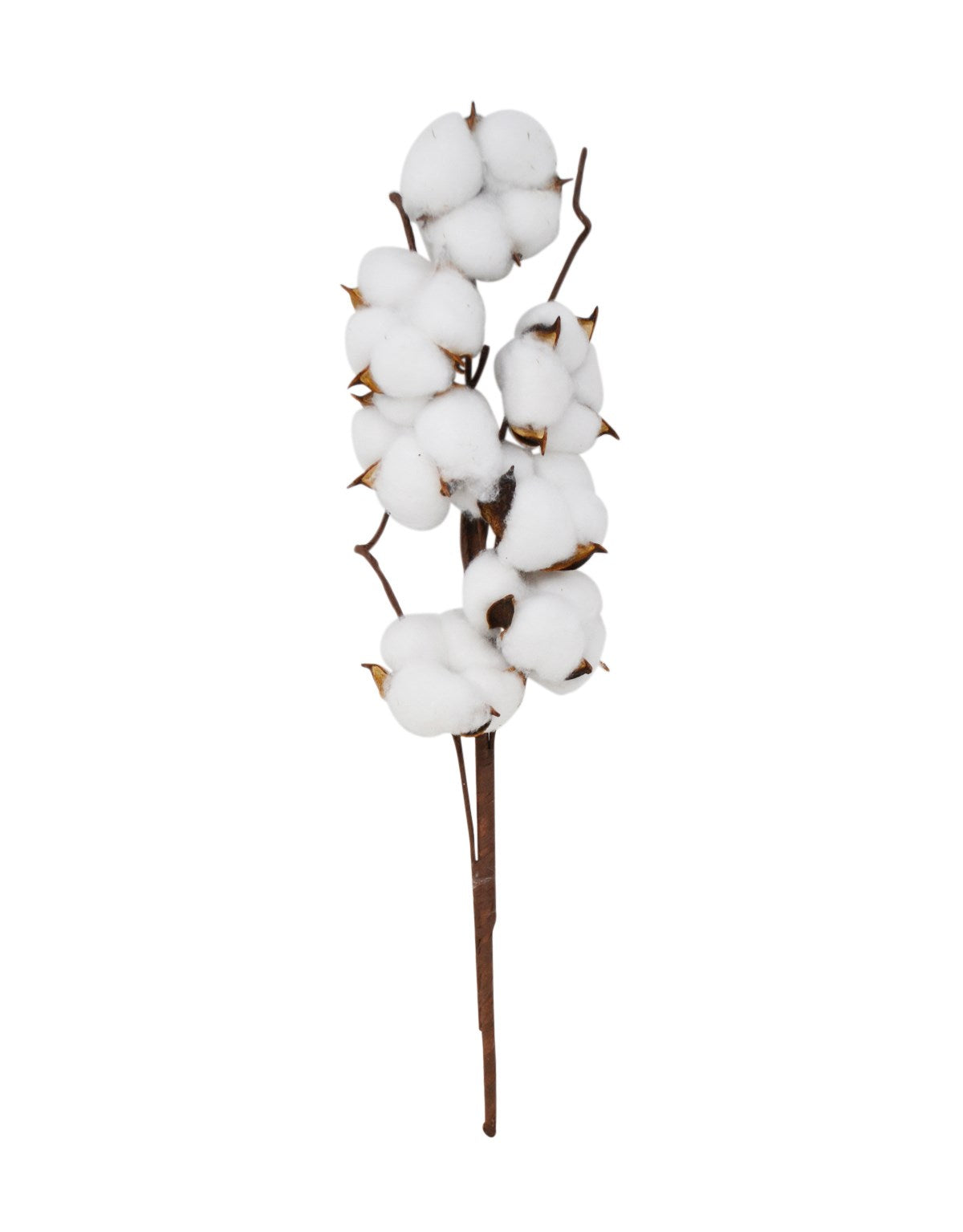 Branch cotton flower