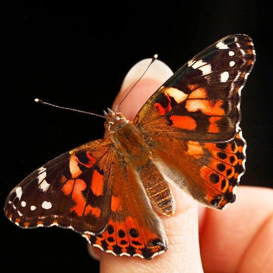 Painted Lady Butterfly Kit (PRE-ORDER 2025)