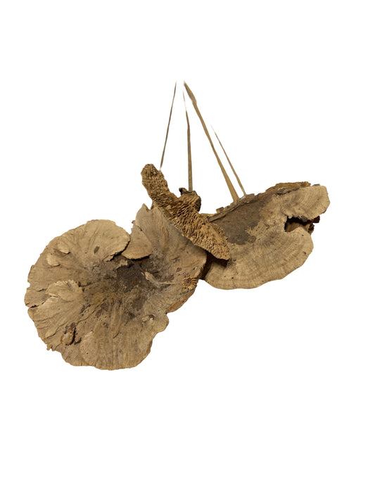 Sponge mushroom 5-stem natural 22"