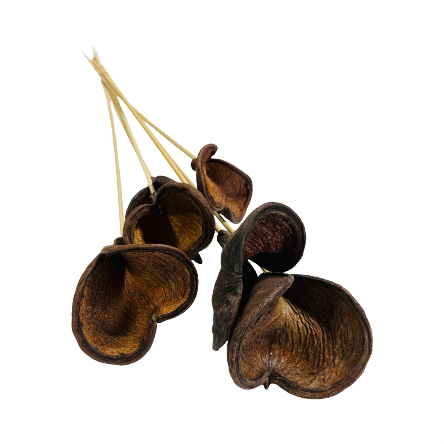 Badam (6-7 stem) natural 24"