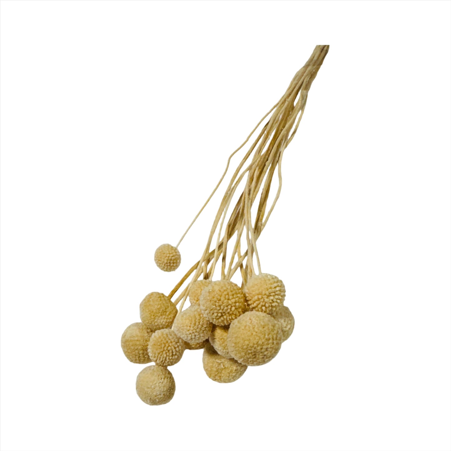 Bleached craspedia 10-stem 24"