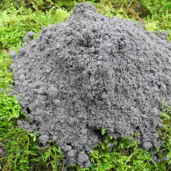 Mason Bee Clay (PRE-ORDER)