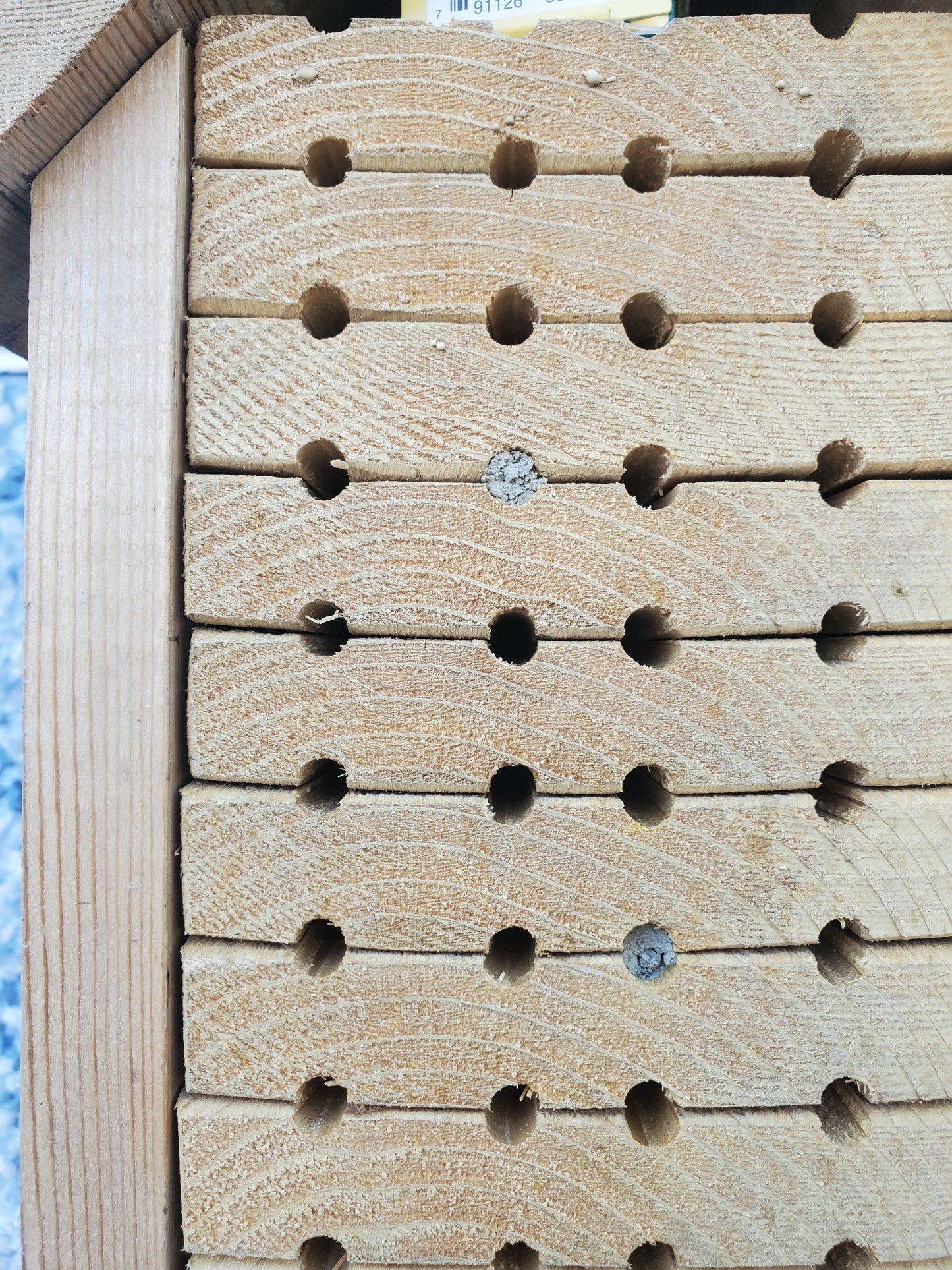 2026 Mason Bee Cocoons (PRE-ORDER)
