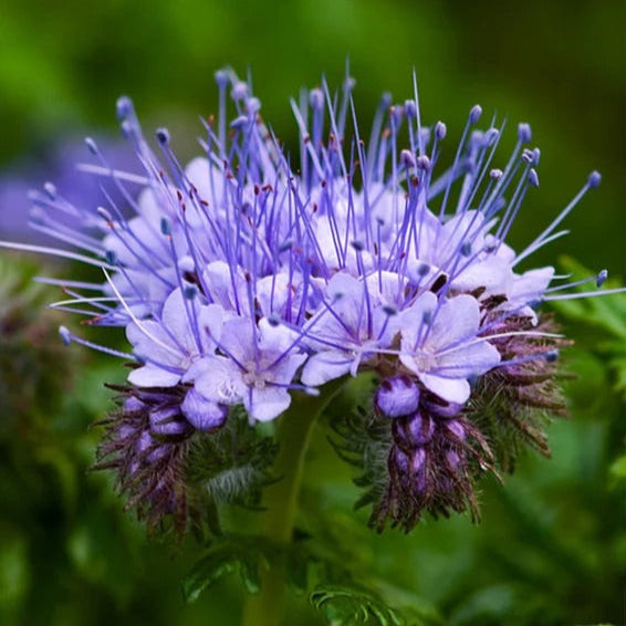Phacelia tanacetifolia
