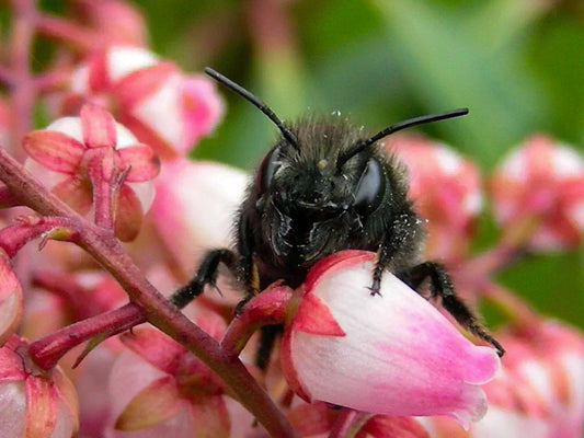 Mason Bee Info Sheet