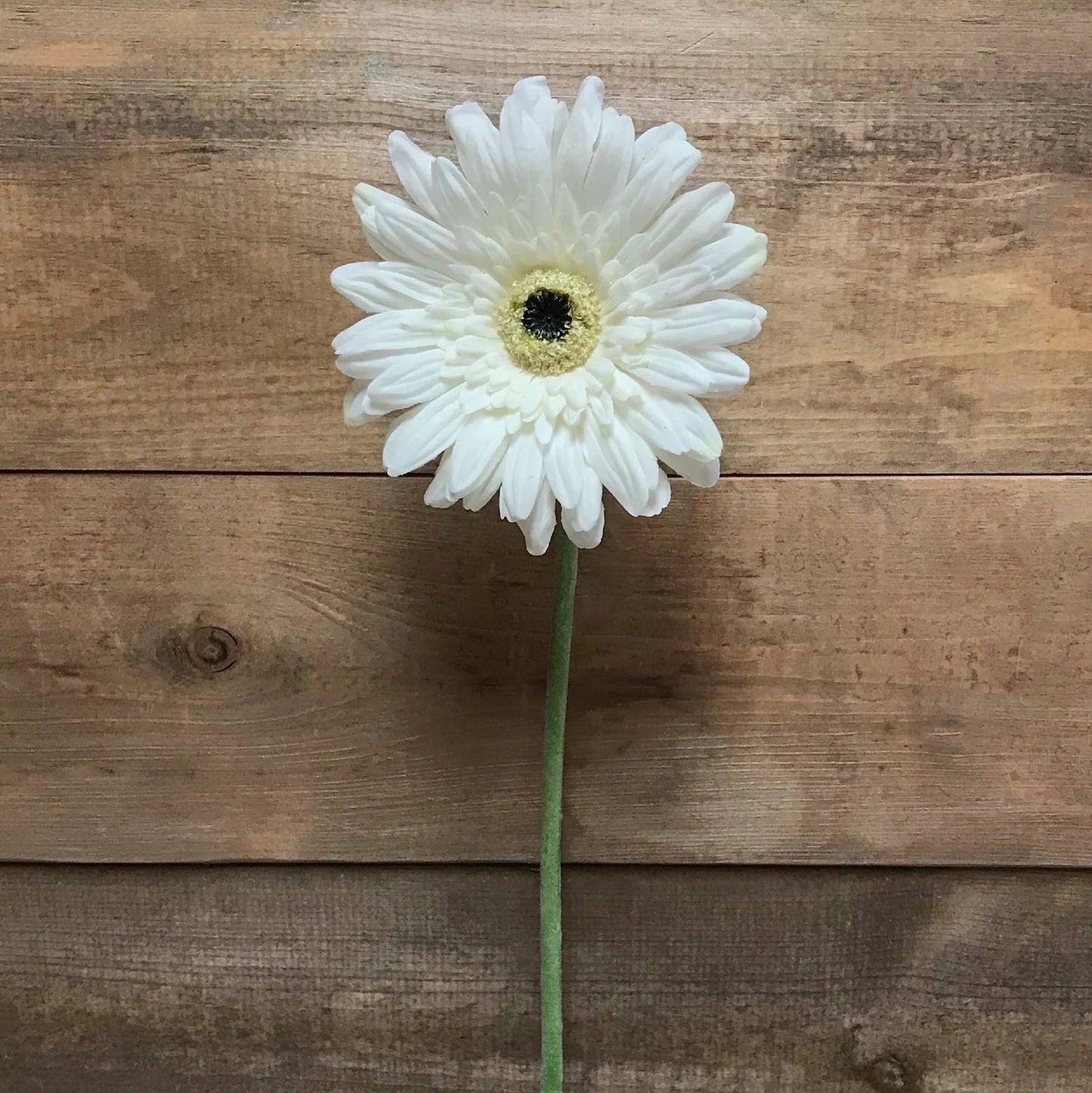 25" White Fresh Touch Gerbera