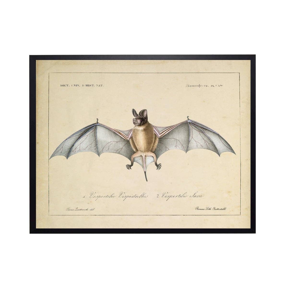 Vintage Bat Bookplate B 10" X 8"