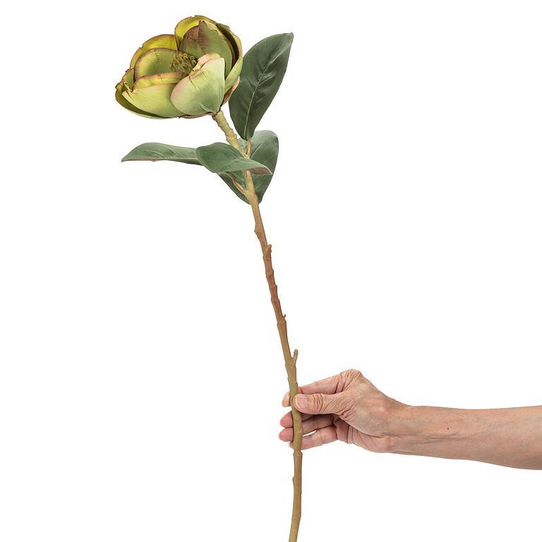 Green Magnolia Bloom