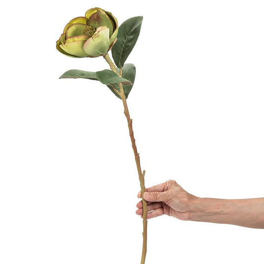 Green Magnolia Bloom