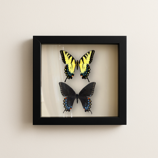 Real Eastern Tiger Swallowtail Pair 9x9 Shadowbox