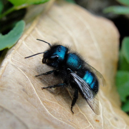 2026 Mason Bee Cocoons (PRE-ORDER)
