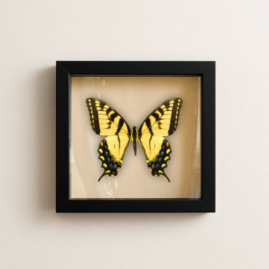 Real Eastern Tiger Swallowtail (Male) – 6x6 Shadowbox