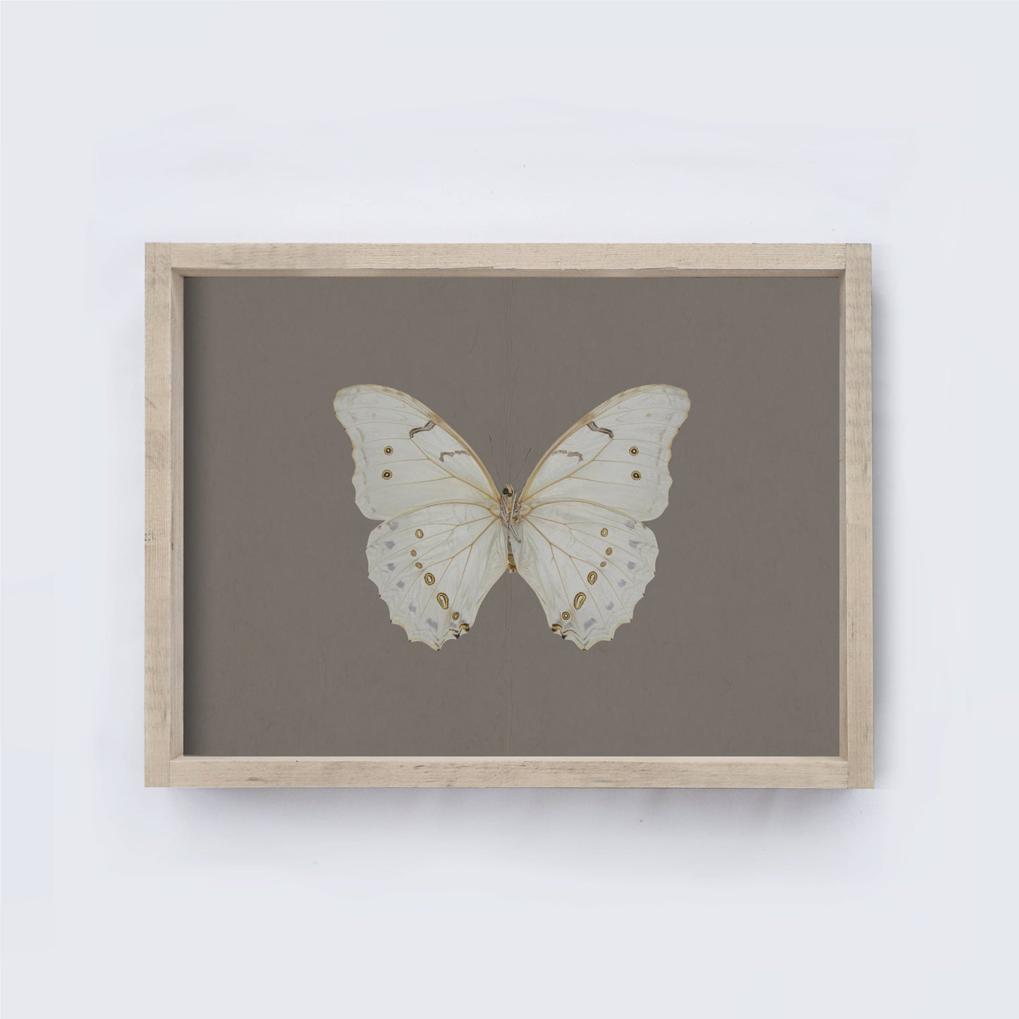 Butterfly Print 8.5x7"