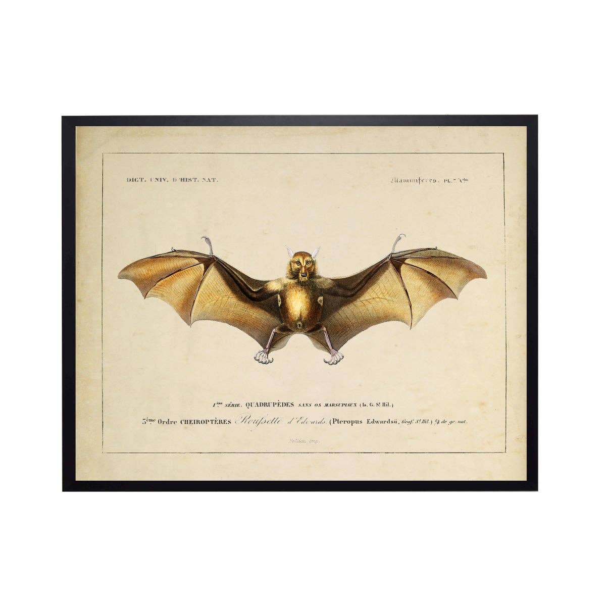 Vintage Bat Bookplate A 10" X 8"