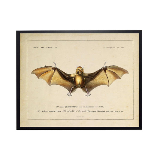 Vintage Bat Bookplate A 10" X 8"
