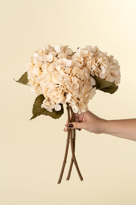 Hydrangea Floral Stem Cream