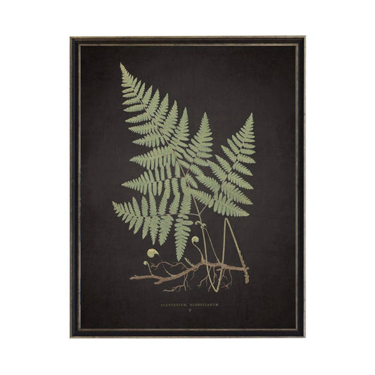 Fern D On Aged Black Background 10" X 8"