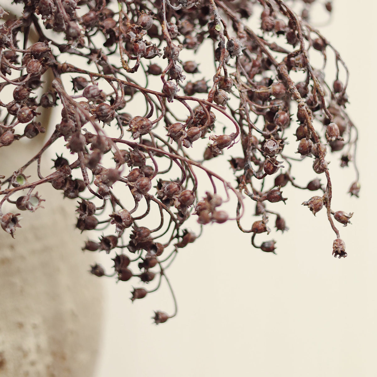 Dripping Dried Berry Spray