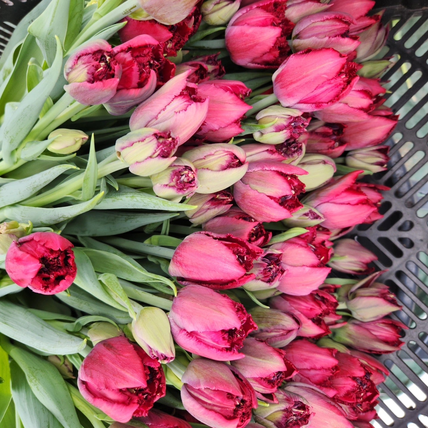 April 25 tulip bouquets