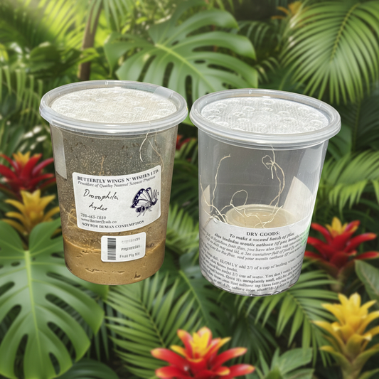 Flightless Fruit Fly Kit