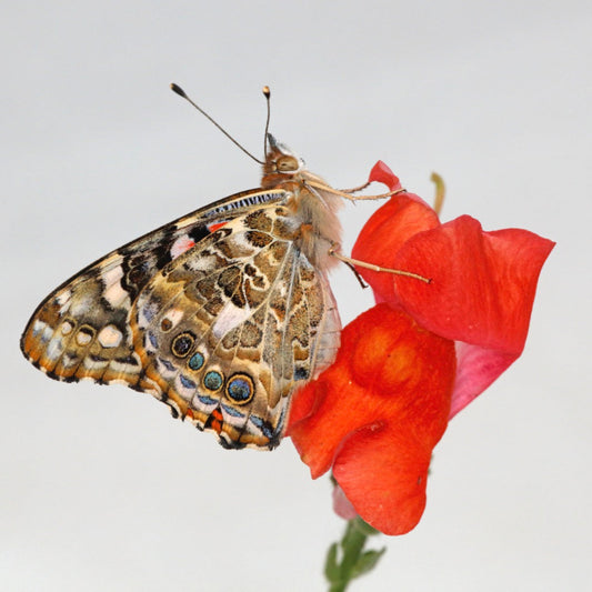 *NEW* Painted Lady Classroom  Kit (PRE-ORDER 2025)