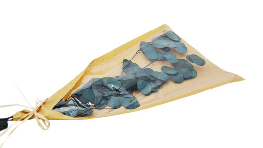 Bunch dried round eucalyptus