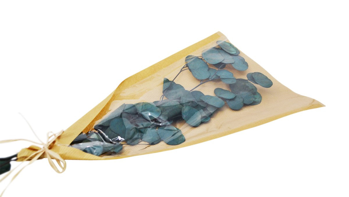 Bunch dried round eucalyptus