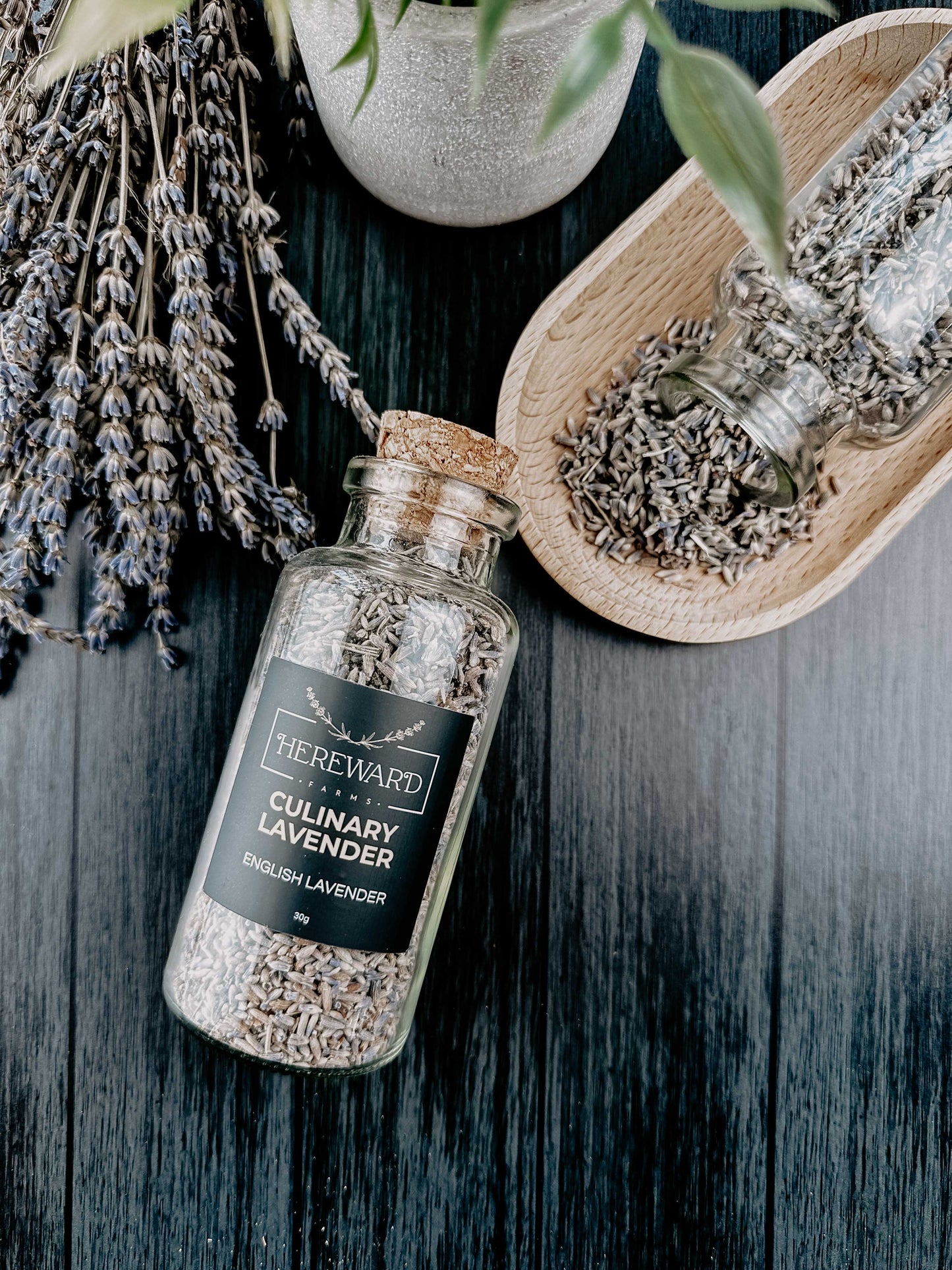 Culinary English Lavender