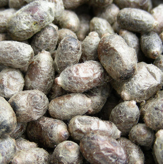 2026 Mason Bee Cocoons (PRE-ORDER)