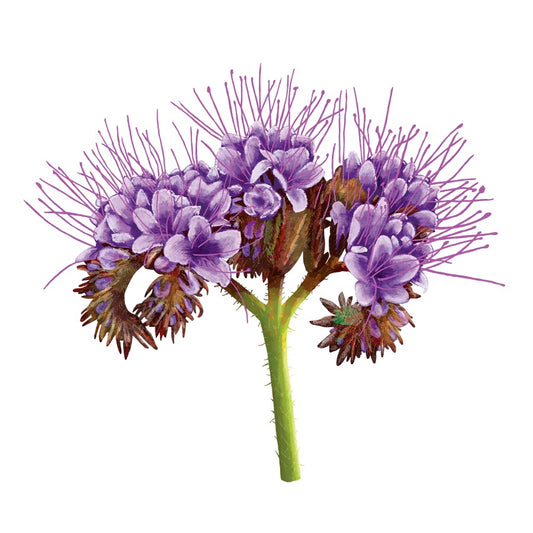 Phacelia tanacetifolia