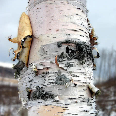 Tree Tap w/hook