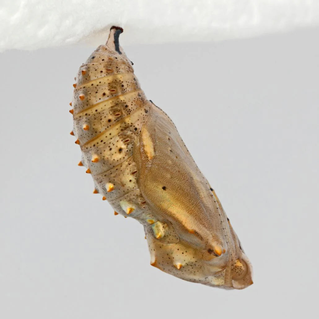 2026 Painted Lady Butterfly Kit (PRE-ORDER)