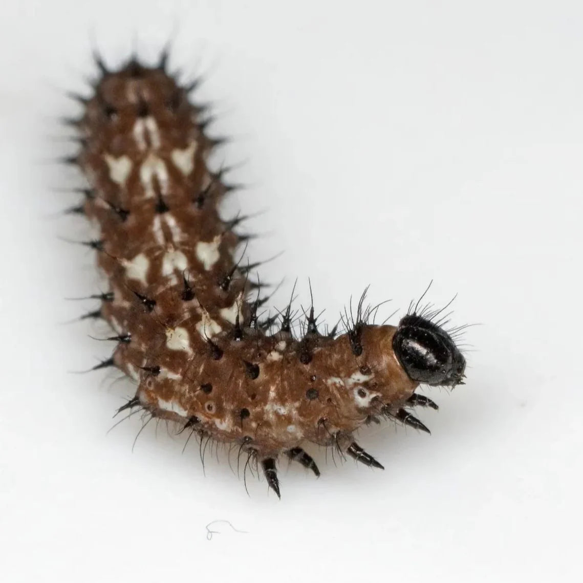 2026 Painted Lady Butterfly Kit (PRE-ORDER)