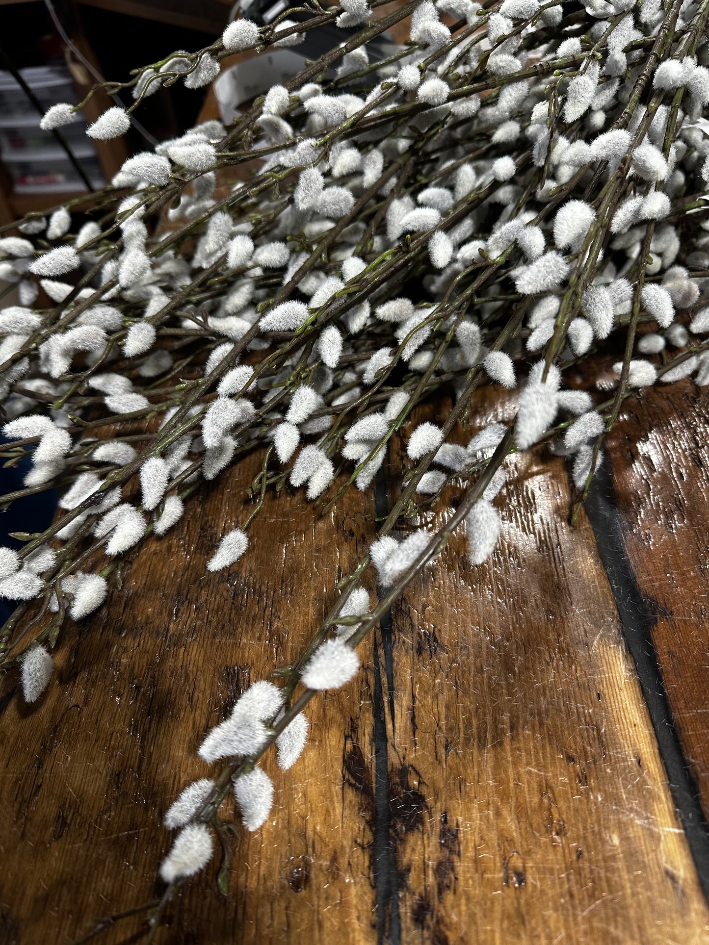 Pussy Willow 46"