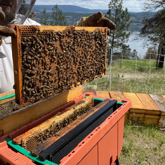 2026 4-frame Nuc (PRE-ORDER)