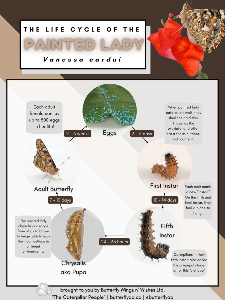 Painted Lady Butterfly Kit (PRE-ORDER 2025)