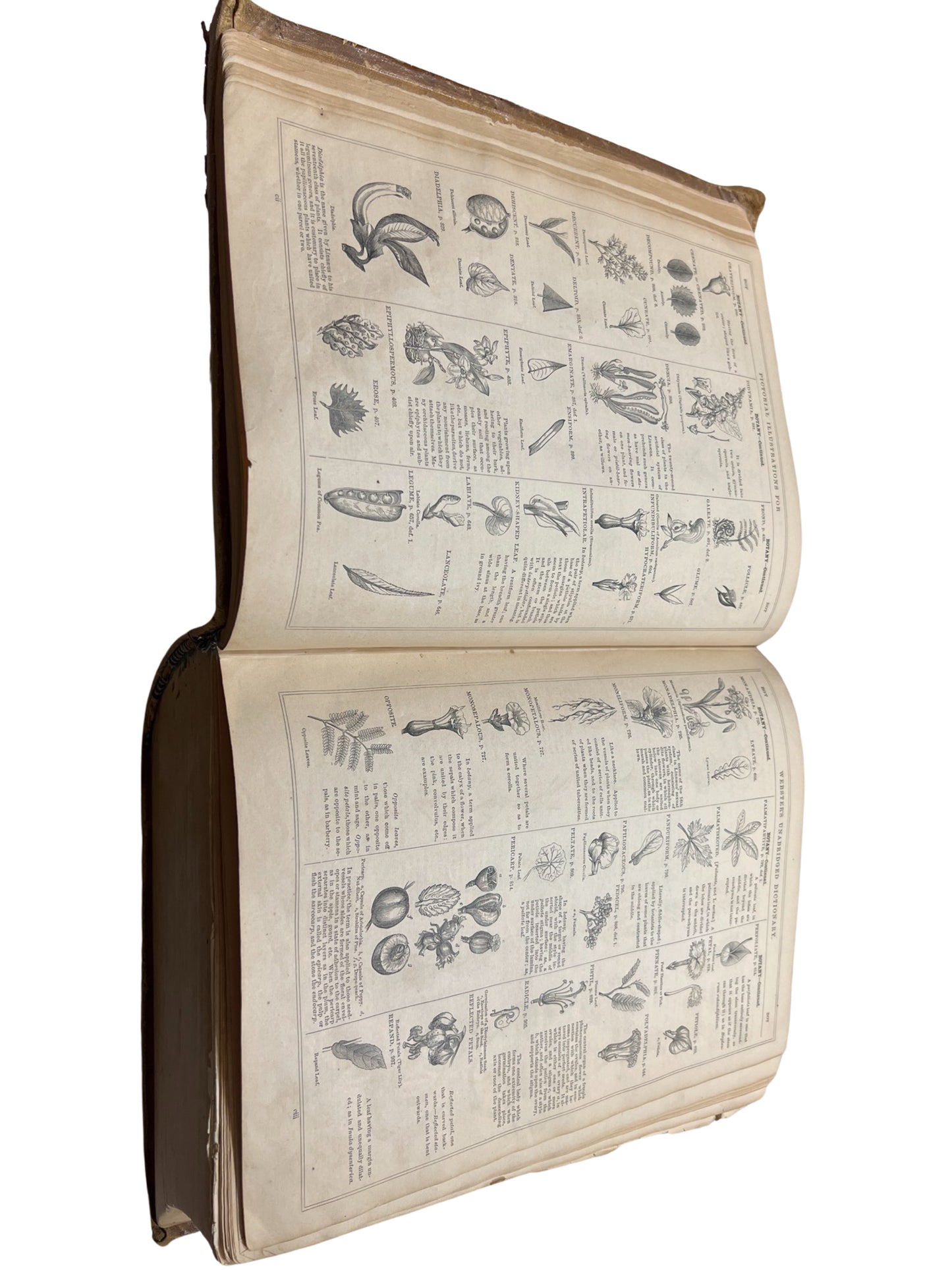 Antique Webster's Dictionary Unabridged