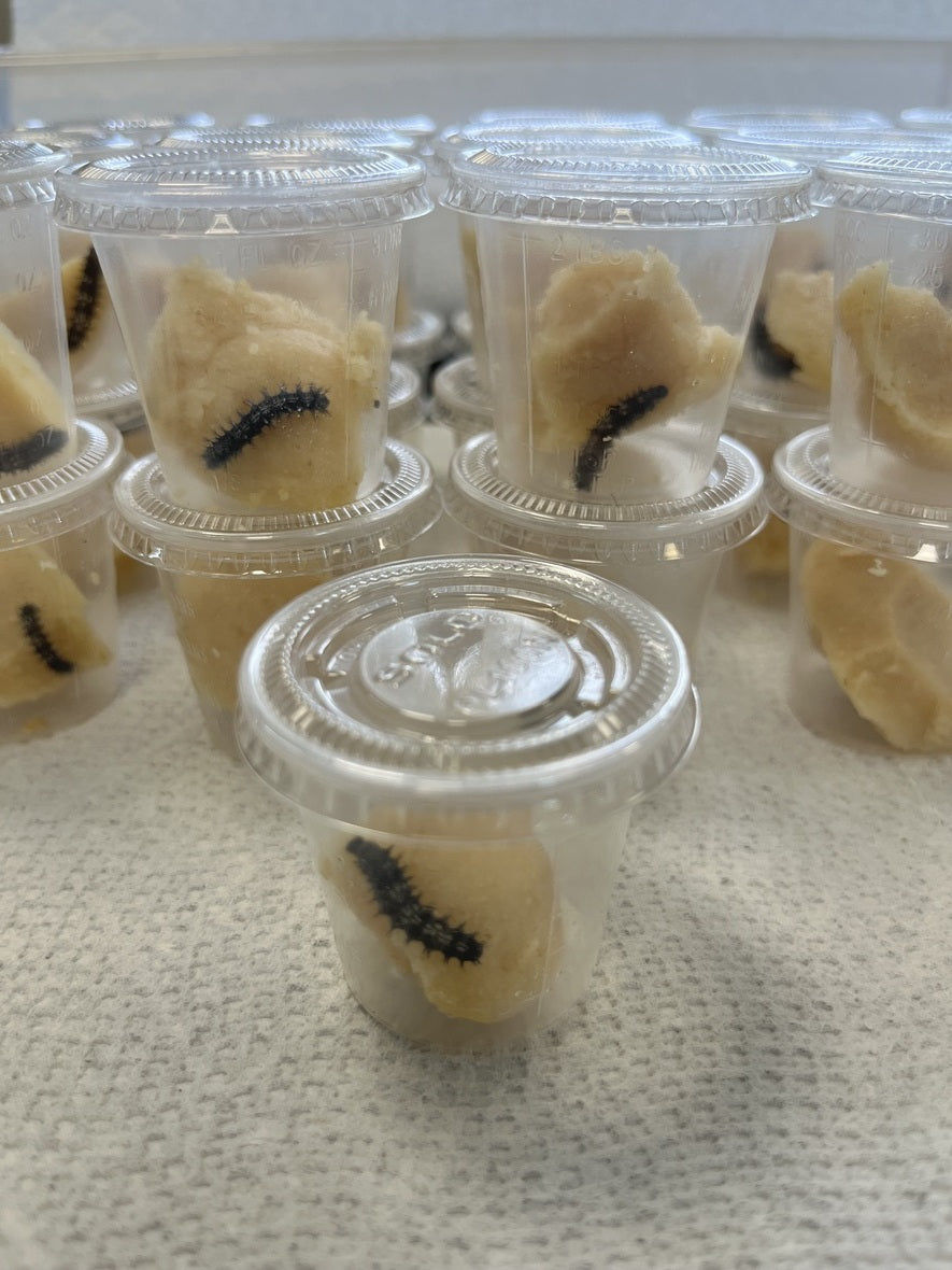 2026 Painted Lady Classroom Kit (PRE-ORDER)