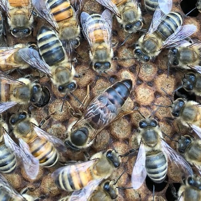 2026 Saskatraz Breeder Queen