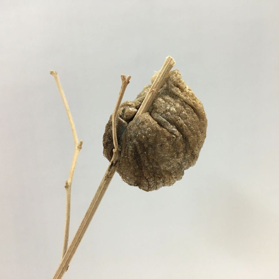 2026 Mantis Ootheca (PRE-ORDER)