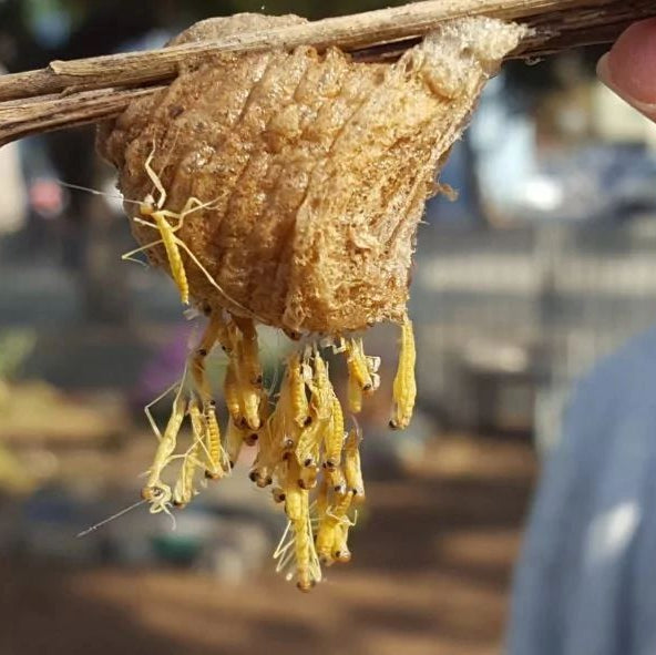 2026 Mantis Ootheca (PRE-ORDER)