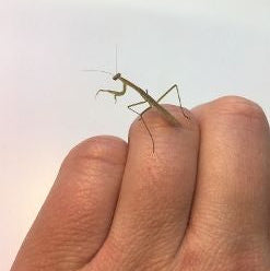 2026 Mantis Ootheca (PRE-ORDER)