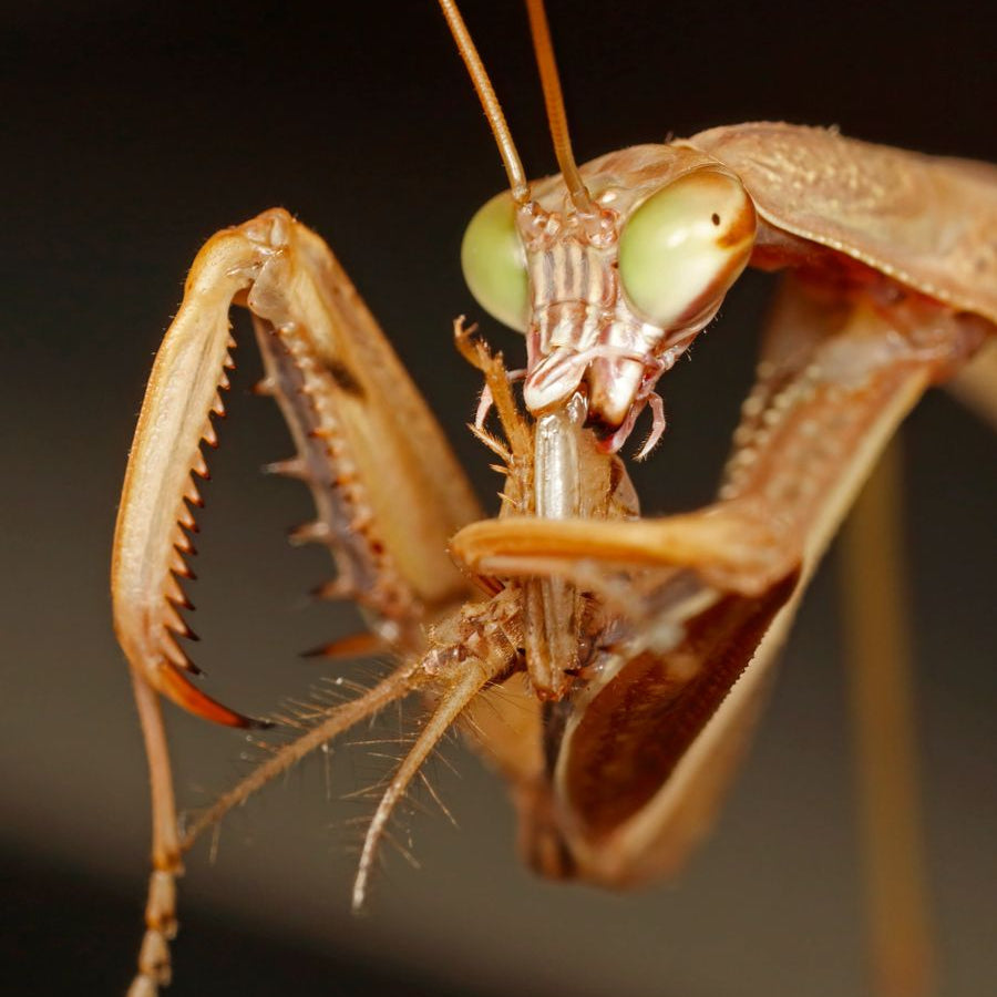 2026 Mantis Ootheca (PRE-ORDER)