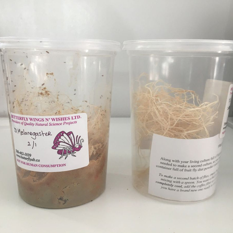 Flightless Fruit Fly Kit (PRE-ORDER)