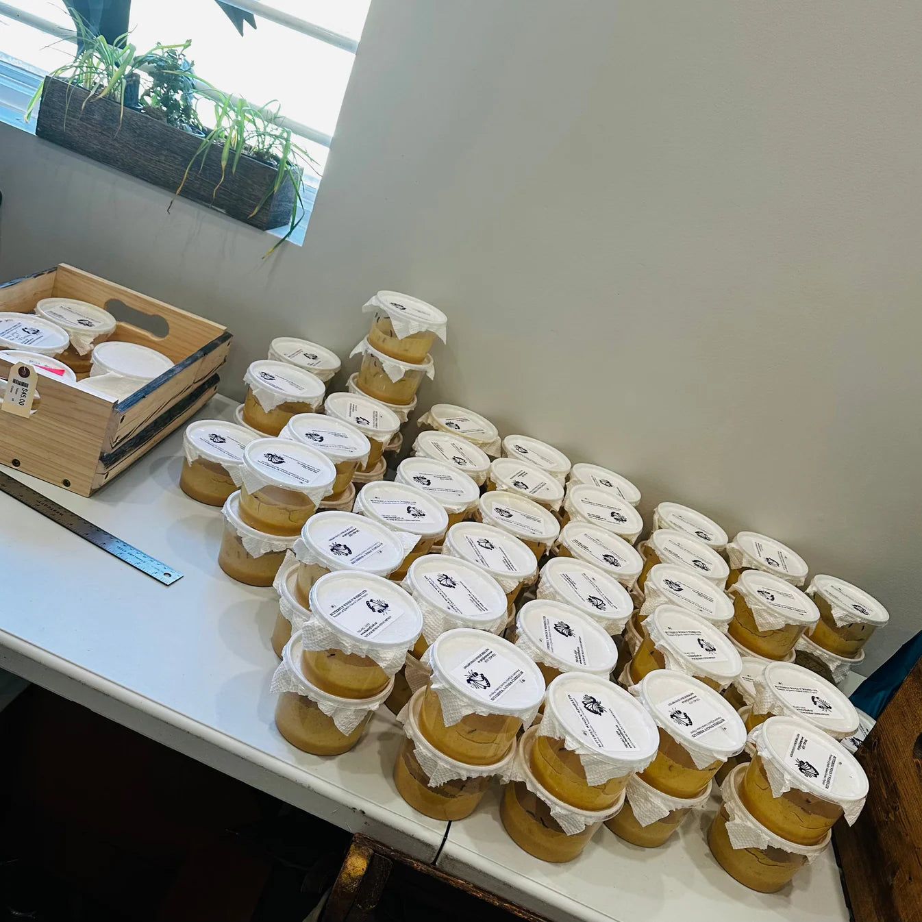 2026 Painted Lady Butterfly Kit (PRE-ORDER)